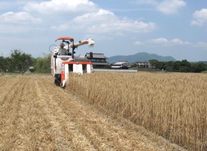 香川の小麦収穫風景