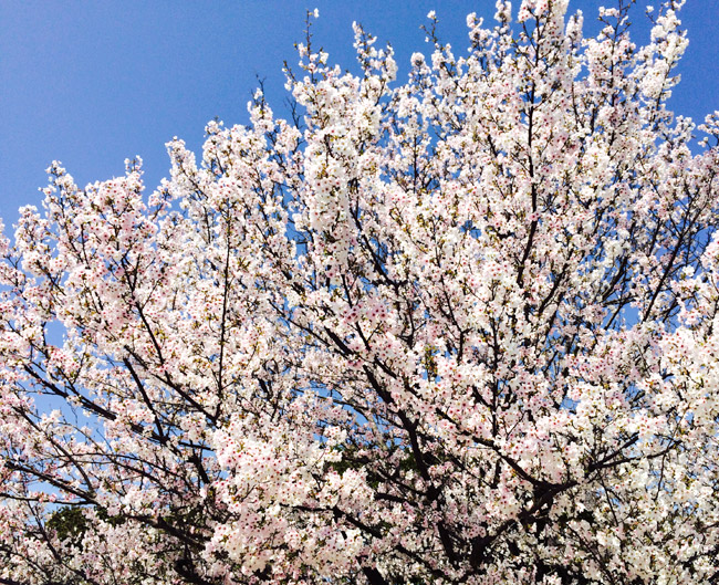 sakura